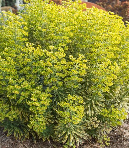 Euphorbia 'Ascot Rainbow'